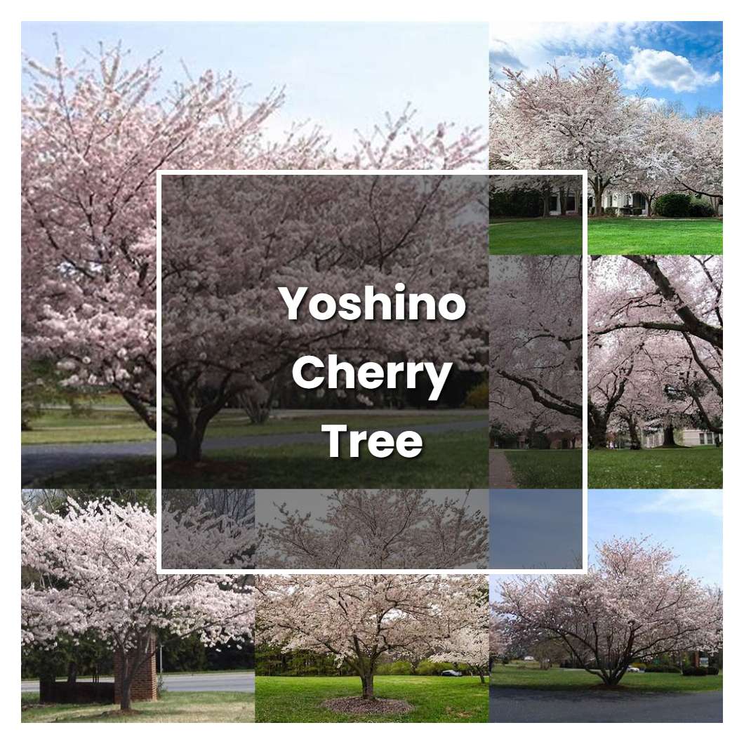 How to Grow Yoshino Cherry Tree - Plant Care & Tips