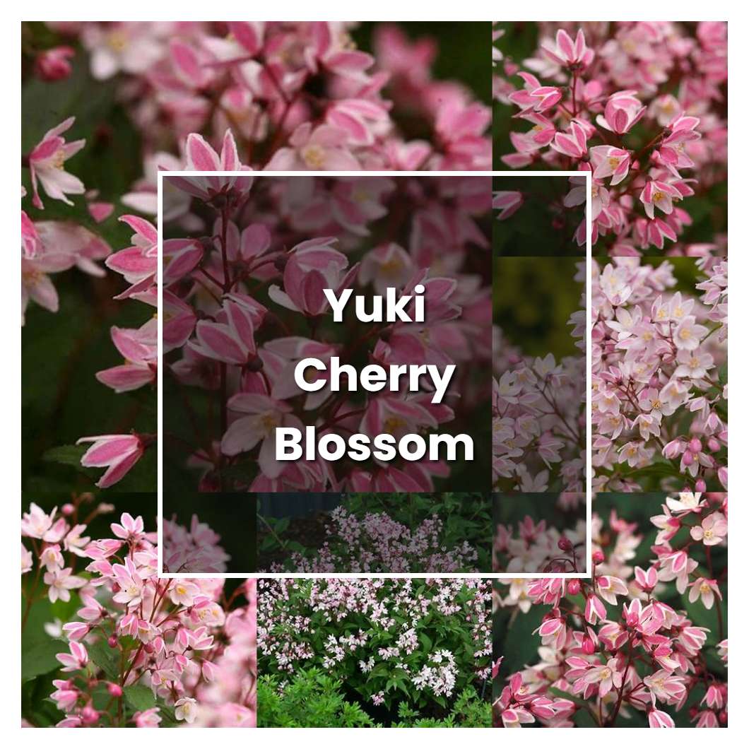 How to Grow Yuki Cherry Blossom - Plant Care & Tips