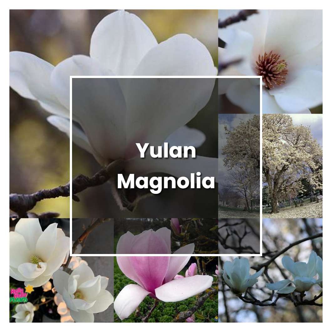 How to Grow Yulan Magnolia - Plant Care & Tips