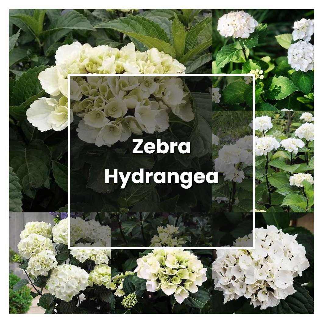How to Grow Zebra Hydrangea - Plant Care & Tips