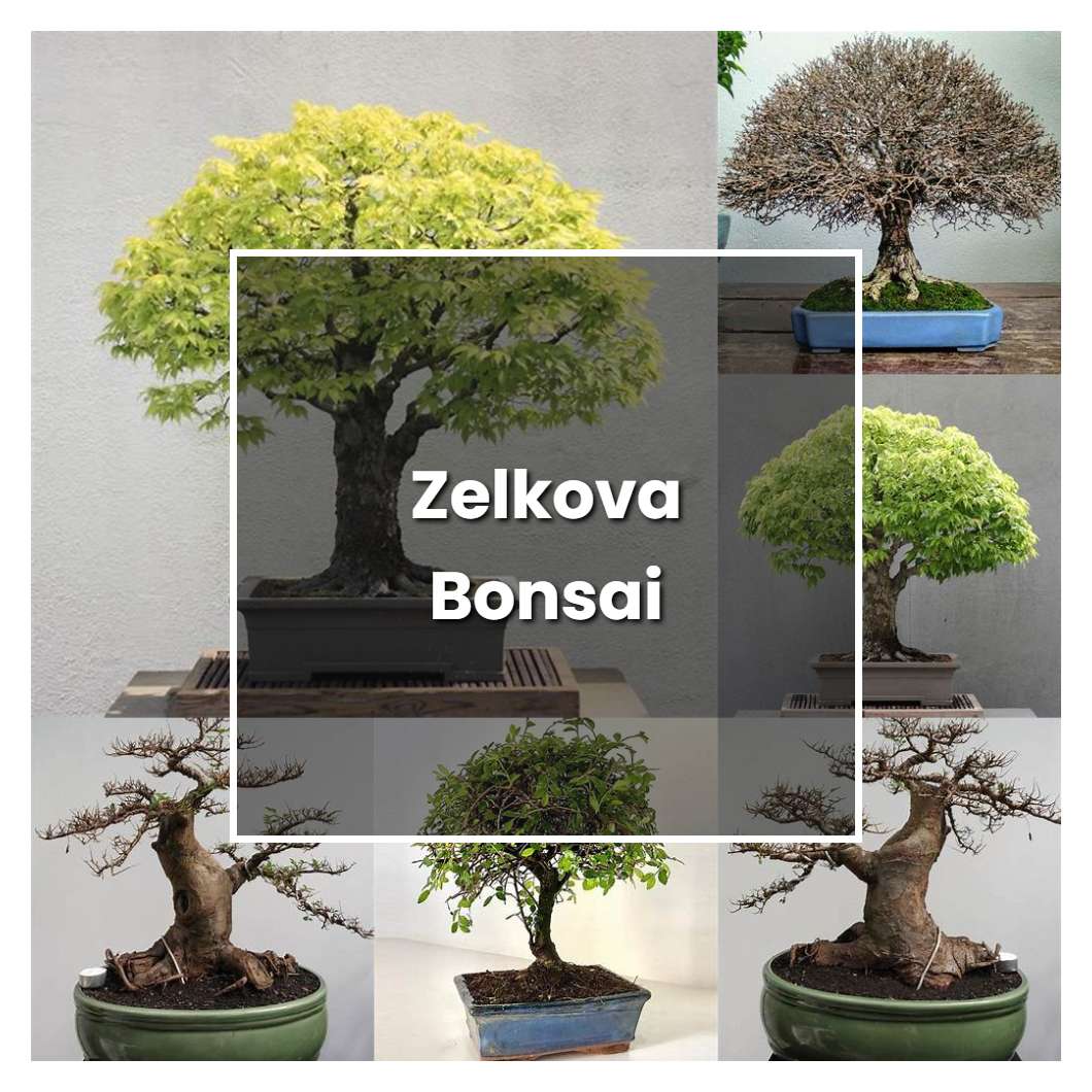 How to Grow Zelkova Bonsai - Plant Care & Tips